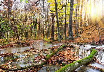 Image showing Cascade river in a forest