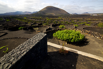 Image showing cultivation home viticulture  lanzarote spain   geria vine screw