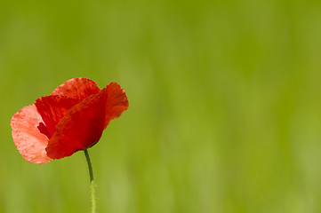 Image showing Red poppy