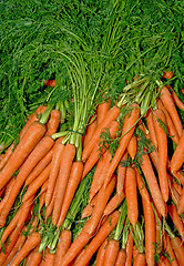 Image showing Bunch of carrots