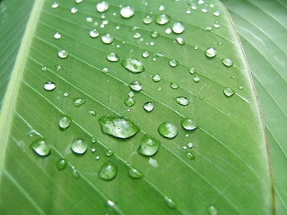 Image showing Droplets on a green leaf