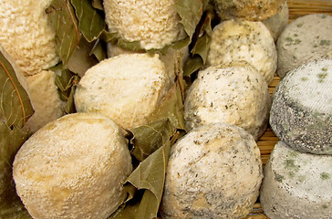 Image showing Goat cheeses