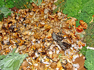 Image showing Wild mushrooms