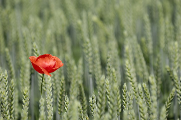 Image showing poppy and corn filed