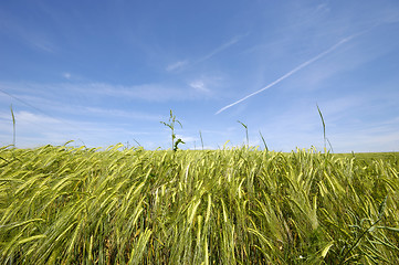 Image showing Corn