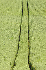Image showing Track and corn