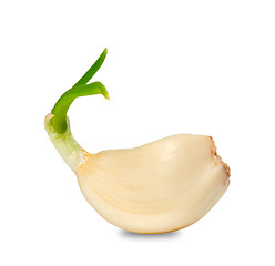 Image showing Sprouting clove of garlic