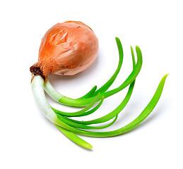 Image showing Sprouting onion (Allium cepa)