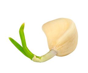 Image showing Sprouting clove of garlic