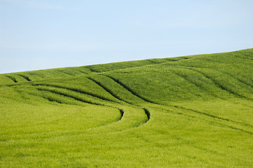 Image showing Green field