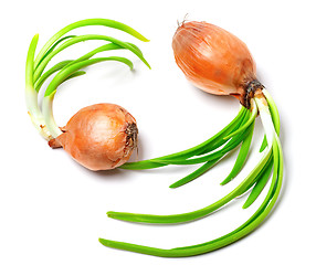 Image showing Two spring onions (Allium cepa)