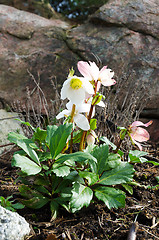 Image showing Christmas rose