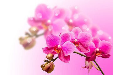 Image showing Romantic beautiful purple orchid flower