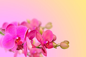 Image showing Purple orchid flowers branch on blurred gradient