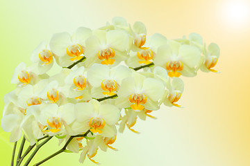 Image showing Summer bouquet of beige orchid flowers