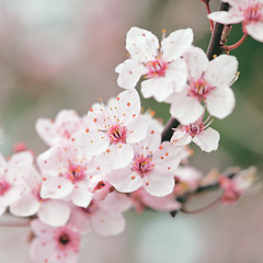 Image showing spring blossoms 