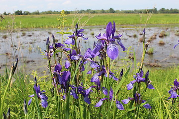 Image showing beautiful flowers of iris besides river