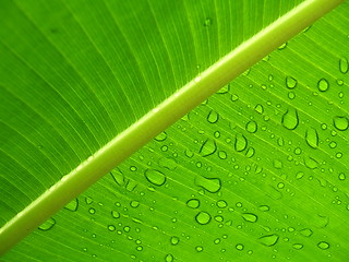 Image showing Raindrops on a leaf