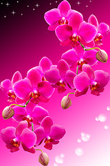 Image showing Tropical purple flowers of beautiful orchid