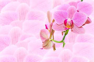 Image showing Pink spotted exotic flowers on blurred orchid petals