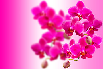 Image showing Purple fragile orchids flowers on blurred gradient