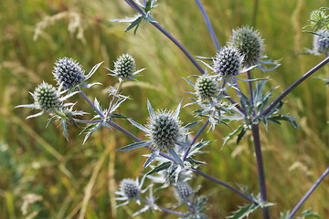 Image showing thorny plant of Eryngium