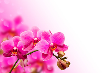 Image showing Branch of purple orchid flower on blurred bokeh background