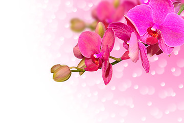 Image showing Exotic purple orchid flowers with buds