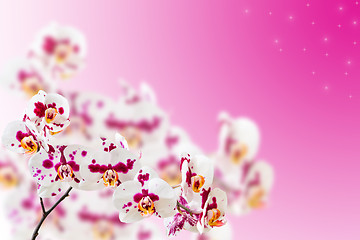 Image showing Spotted violet white orchids on gradient stars background