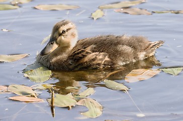 Image showing Duckling