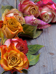 Image showing Withered Roses