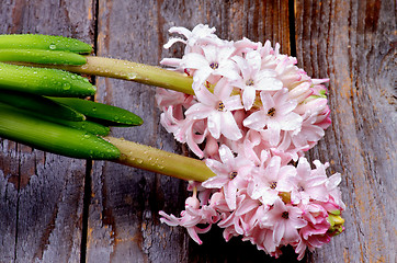 Image showing Pink Hyacinths