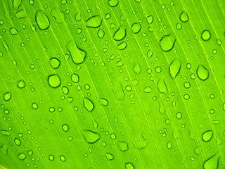 Image showing Sunny leaf with drops