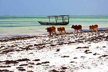 Image showing cow costline boat pirague in the  blue lagoon relax   africa