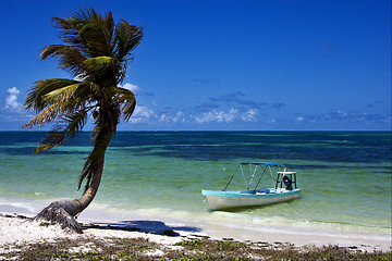 Image showing palm in the  blue lagoon  and boat   of sian kaan in mexico
