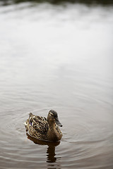 Image showing Duck