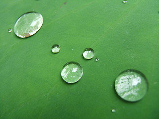 Image showing Raindrops on a leaf