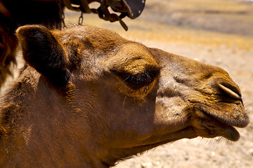 Image showing   spain africa puppy brown dromedary bite in the volcanic  lanza