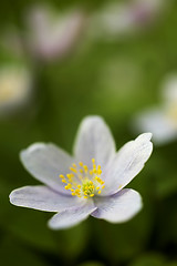 Image showing Apple tree flower