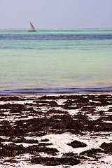 Image showing  boat pirague in the  blue lagoon relax    zanzibar africa