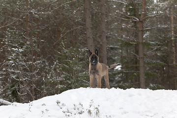 Image showing Belgian Shepherd Malinois