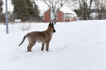 Image showing Belgian Shepherd Malinois