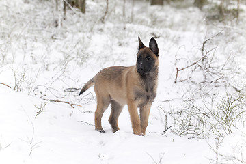 Image showing Belgian Shepherd Malinois