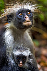 Image showing  hairy monkey and her puppy in africa zanzibar jozany forest 