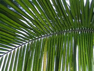 Image showing Palm leaf