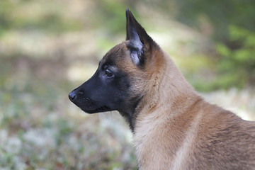 Image showing Belgian Shepherd Malinois