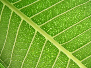 Image showing Leaf macro