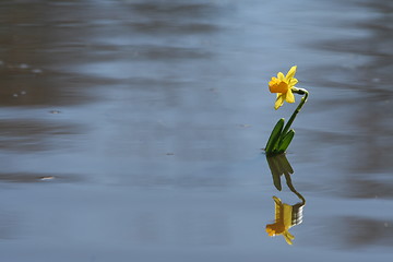 Image showing Wet Spring