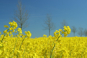 Image showing Springtime