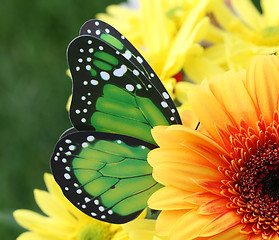 Image showing Pollination